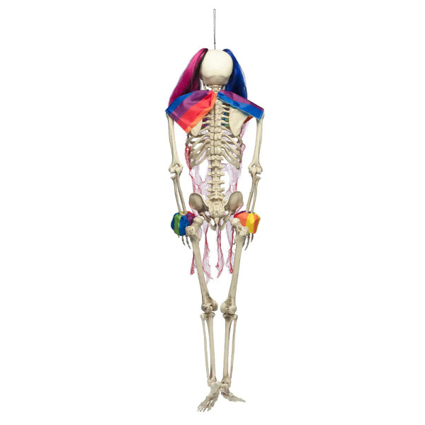 XXL ozdoba "Circus skeleton" (160 cm)