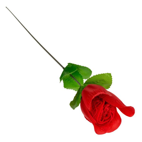 Róża "Stringi"